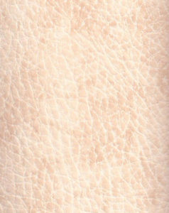 Ivory-image